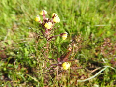 Triphysaria eriantha
