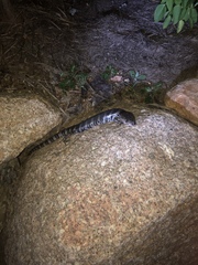 Cyclodomorphus gerrardii