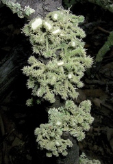 Usnea scabrida