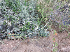 Anisacanthus thurberi