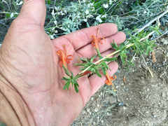 Anisacanthus thurberi