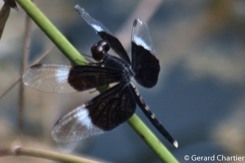 Pied Paddy Skimmer photo 3