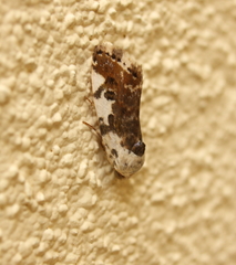 Acontia nivipicta