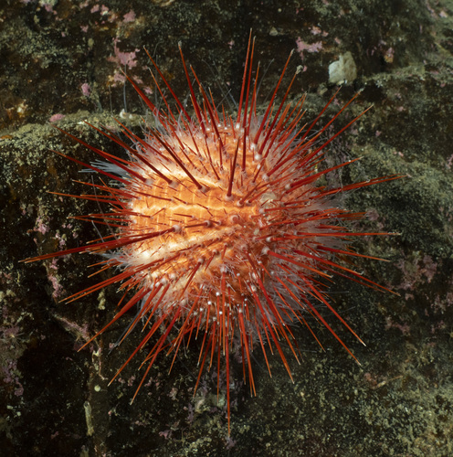 Red Sea Urchin, photo 2 of 10
