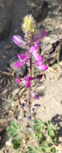 iNaturalist observation photo of Stinging Lupine