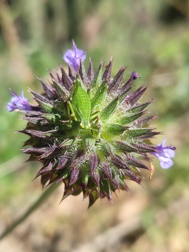 iNaturalist observation photo of Chia