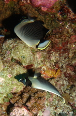 Chaetodon reticulatus