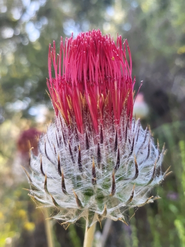iNaturalist observation photo of Cobwebby Thistle