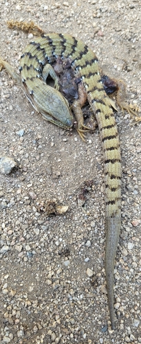 iNaturalist observation photo of Southern Alligator Lizard