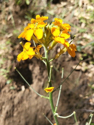 iNaturalist observation photo of Western Wallflower