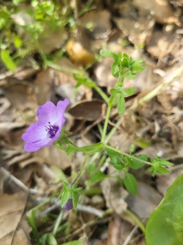iNaturalist observation photo of Fiesta Flower