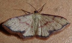 Idaea craspedota