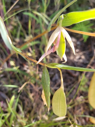 iNaturalist observation photo of White Globe Lily