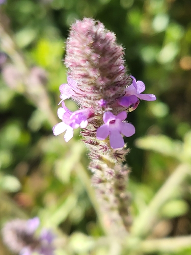 iNaturalist observation photo of western vervain