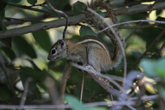 Funisciurus congicus