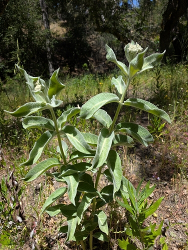 iNaturalist observation photo of woollypod milkweed