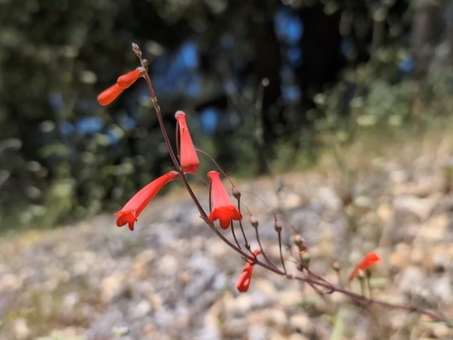 iNaturalist observation photo of scarlet bugler