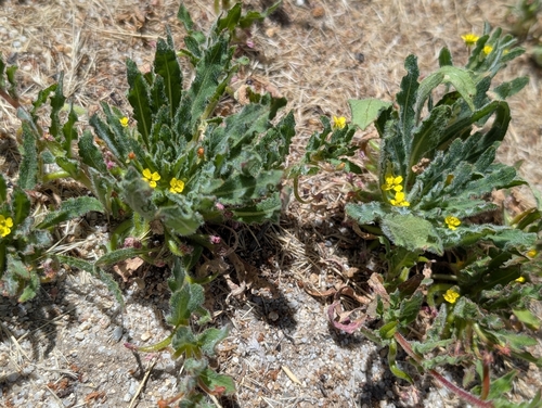 iNaturalist observation photo of Suncups