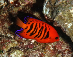 Centropyge loriculus