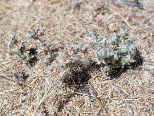 iNaturalist observation photo of California cottonrose