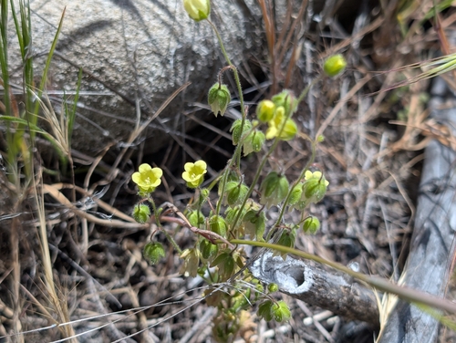 iNaturalist observation photo of whispering bells