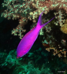 Mirolabrichthys pascalus