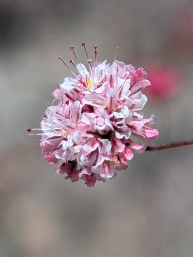 iNaturalist observation photo of wild buckwheats