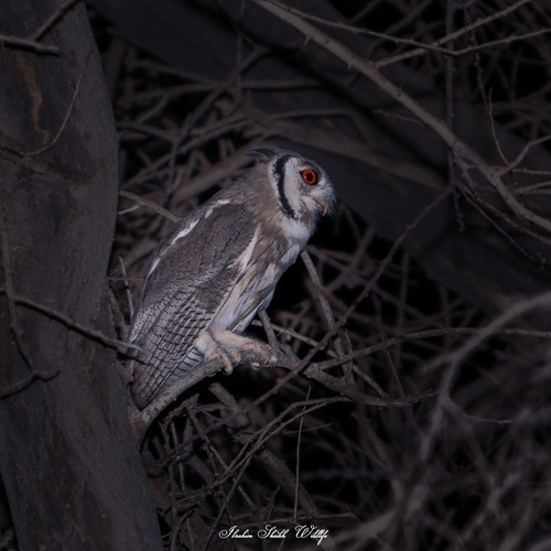 Northern White-faced Owl