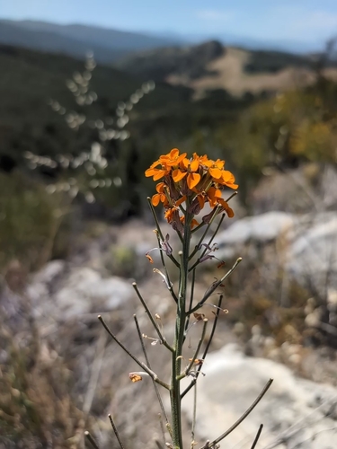 iNaturalist observation photo of Western Wallflower