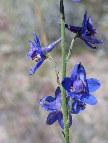 iNaturalist observation photo of larkspurs