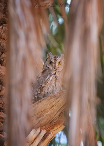 Eurasian Scops-Owl