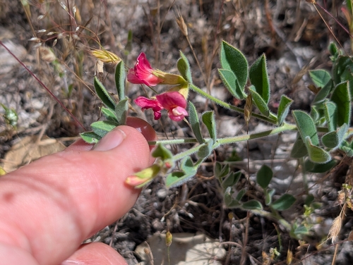 iNaturalist observation photo of chaparral bird's-foot trefoil