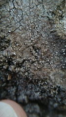 Fungi