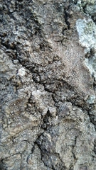 Fungi