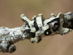 Hypotrachyna sinuosa