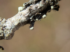 Hypotrachyna sinuosa