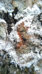Fungi