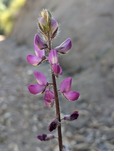 iNaturalist observation photo of Stinging Lupine