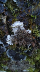 Peltigera