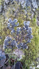 Peltigera