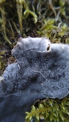 Peltigera