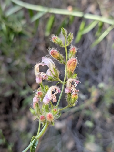 iNaturalist observation photo of bush beardtongue