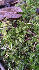 Bryophyta
