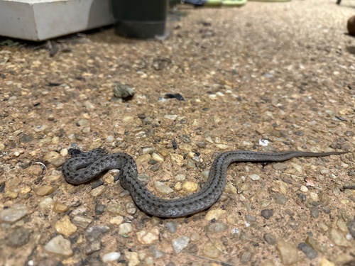 Brown Snake