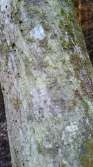 Lepraria