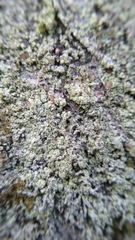 Lepraria