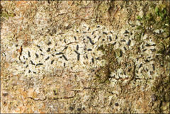 Halegrapha mucronata