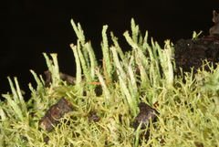 Cladonia ramulosa