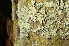 Hypogymnia subphysodes