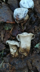 Agaricales